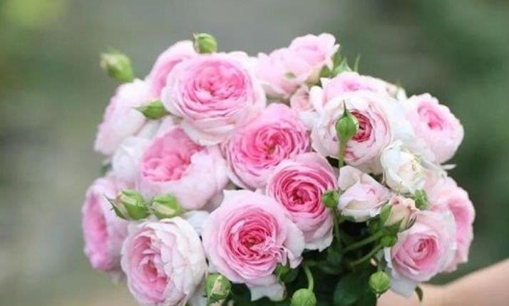 4种花很适合阳台养,花香四溢,花朵烂漫迷人,花开一茬接一茬!