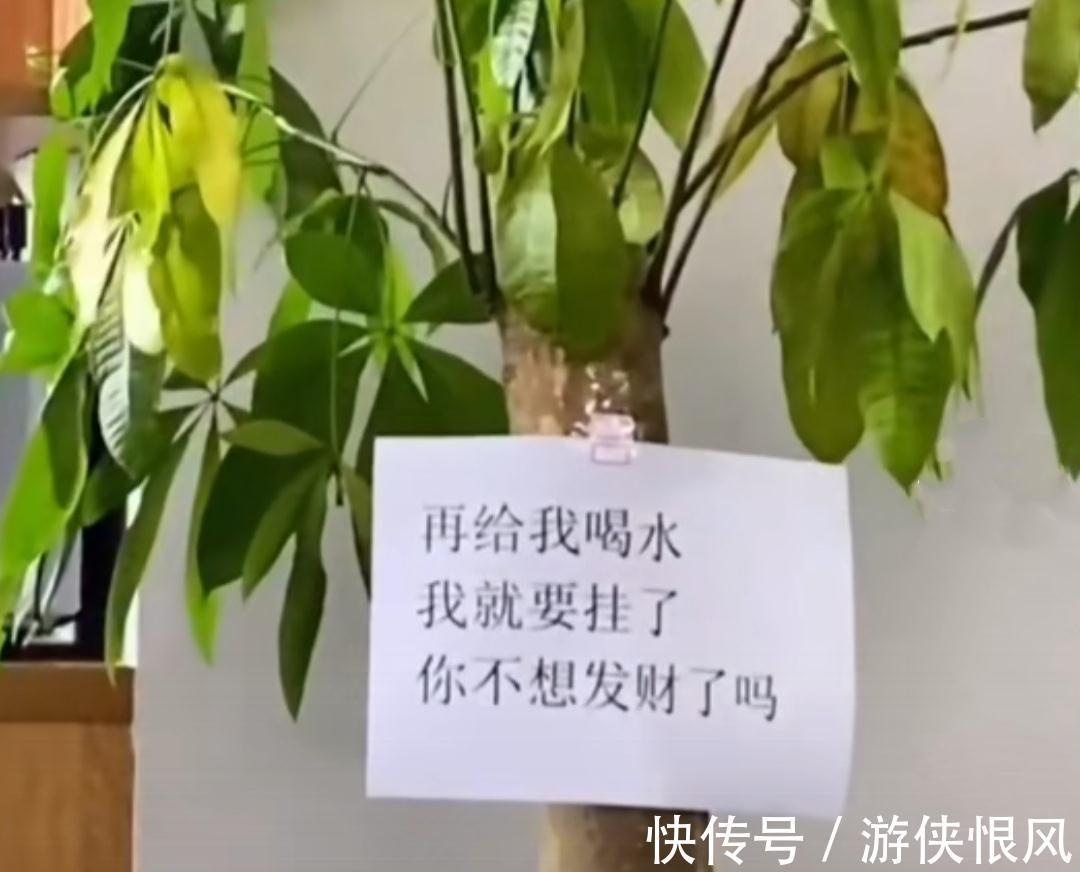 发财树|天气冷气温低，这些花要干养，少浇水才不易受冻和烂根