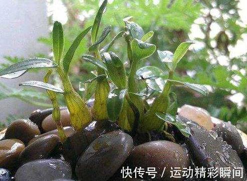 石斛兰怎么养，教你6招小细节，花叶轻松长爆枝头