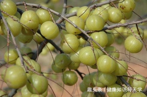 止咳药|天然的“止咳药”终于找到了，能清热润喉，远离咳嗽，还防治感冒