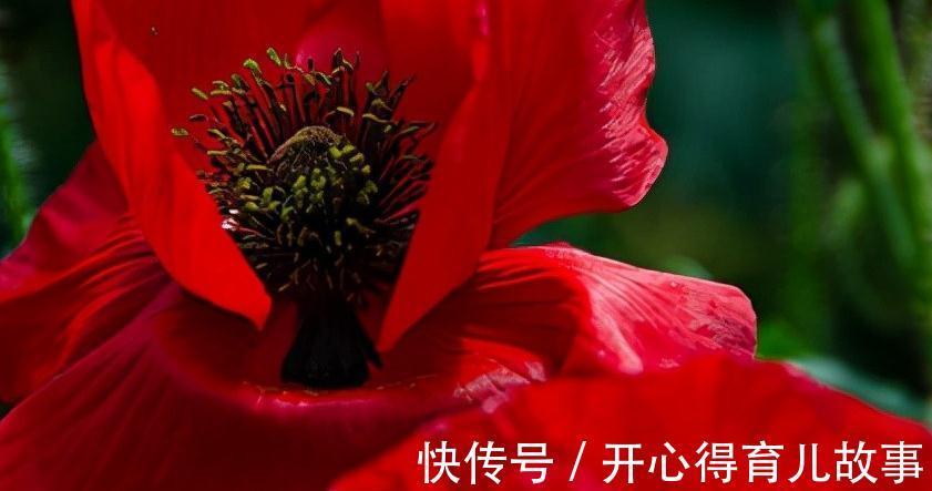 花若丹凤之冠|名字好听的15种花，你见过几个