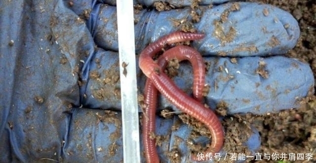 鲫鱼|蚯蚓“万能”饵,只需按我说的用,不吹不黑,钓上的鲫鱼都很大