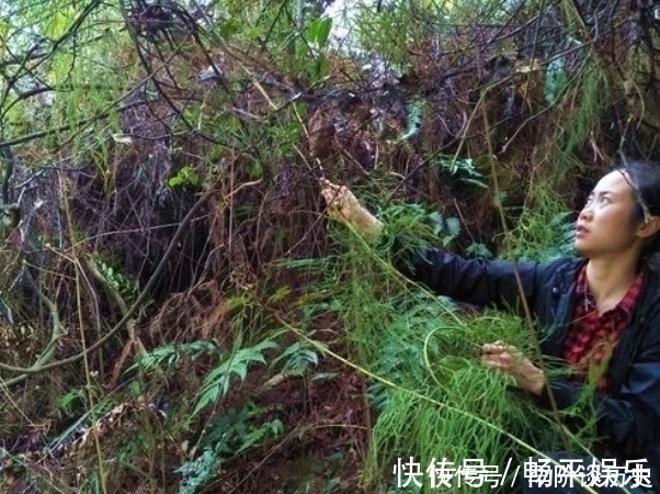 风湿|俗语“筋长一寸,寿延十年”,农村这种野草,是老大夫的宝贝