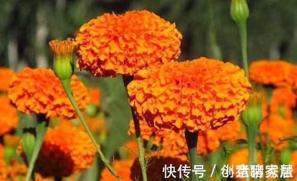 三角梅|农历8月5号起，最适合养这些花，开花勤快，花色鲜艳夺目