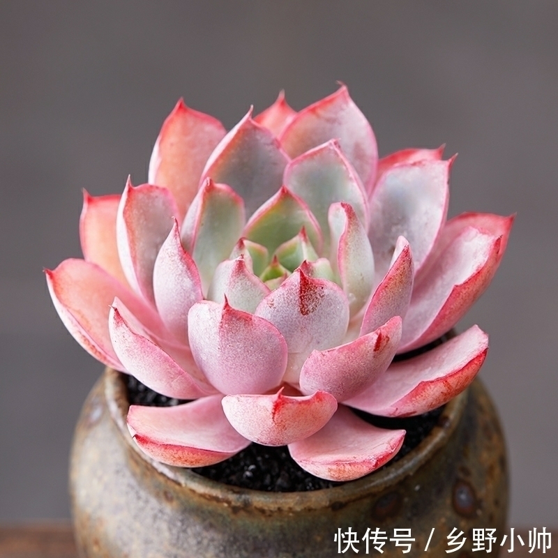 别的多肉都肥嘟嘟胖乎乎的,这些薄叶多肉也很美,看看你养了几种