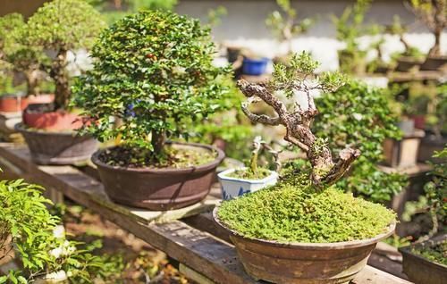 摘叶|摘叶的妙用,不仅能增加桩景的观赏价值,还能提高养护效果