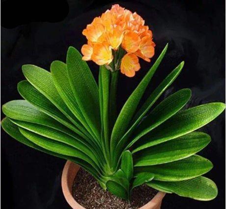 4种花好养又漂亮，花朵漂亮，四季有花赏