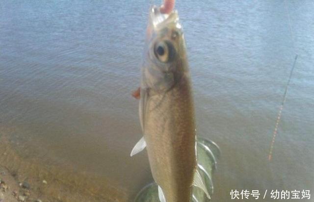小白条|用这种饵料钓白条鱼,鱼儿疯狂咬钩,不一会就能钓很多