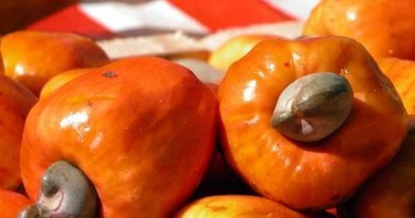 腰果|腰果很好吃,那你知道剥腰果的人要受多大罪吗过程非常“残忍”