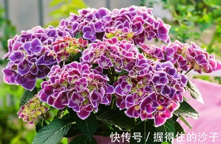 抓蚯蚓放花盆里,小齐也曾犯过这个“错误”,盆栽花卉不要尝试