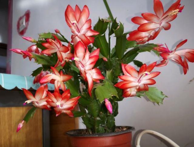 扦插蟹爪兰秋季正合适，一个叶片插一棵，7天就生根，开花花量大