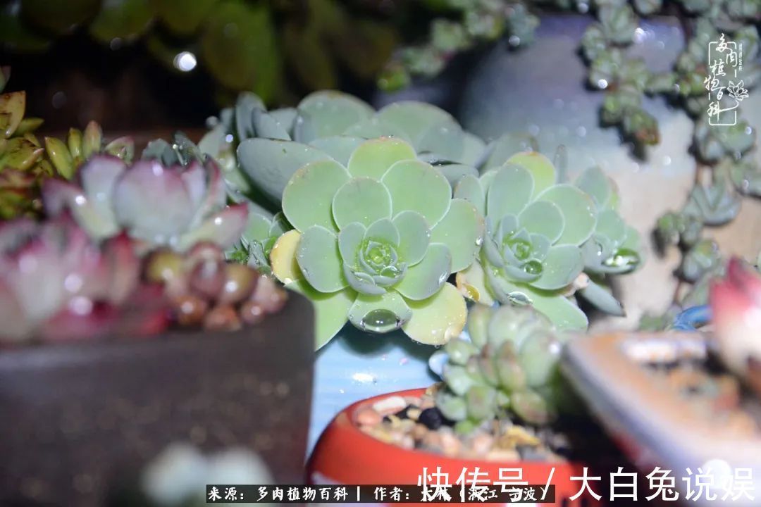 人非咸鱼，岂能无爱好！多肉这个坑我是出不去了！