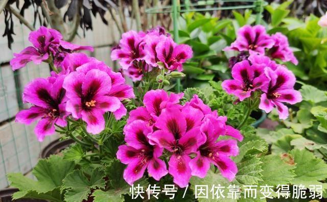家庭养花,那就选此6种,好养易管理,你也能变养花高手