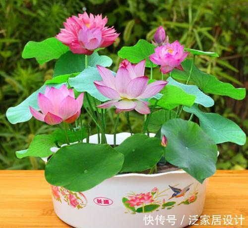 种花|5种花，夏天生长进入“快车道”，大水大肥长势旺、花朵美