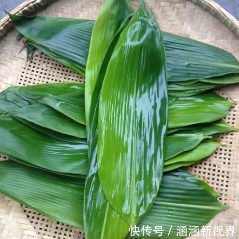 绿油油|端午包粽子,用干粽叶还是鲜粽叶2种区别大,不懂可别乱买