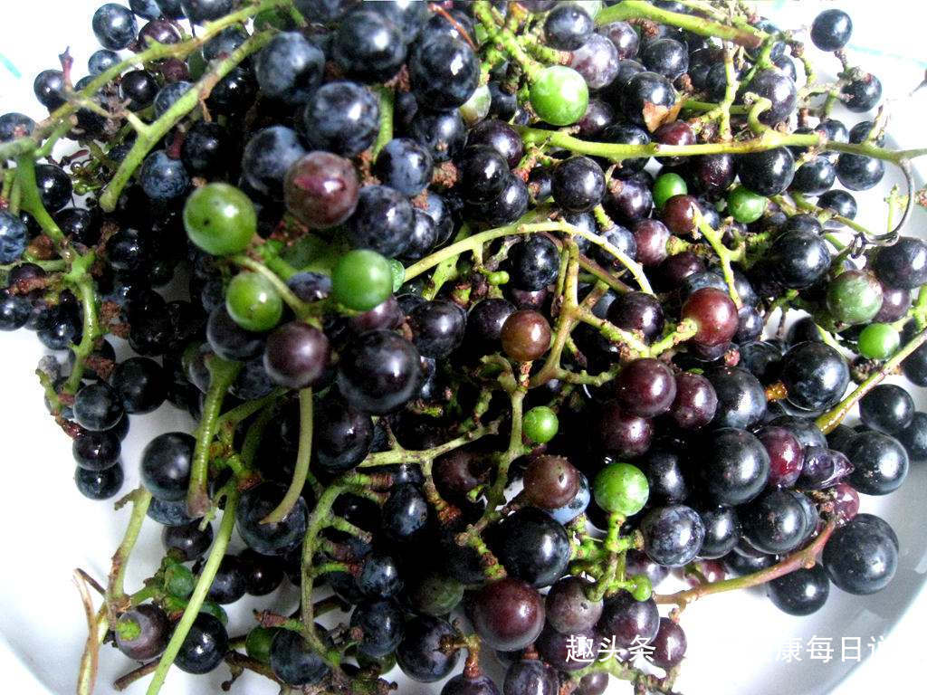 祛风|立秋后,晚上当零食吃一把,清热解毒,祛风除湿,常食更显年轻