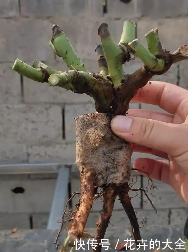 嫁接|3种花养在小盆里,2年变老桩,茎干粗壮开花香,1次能开50朵