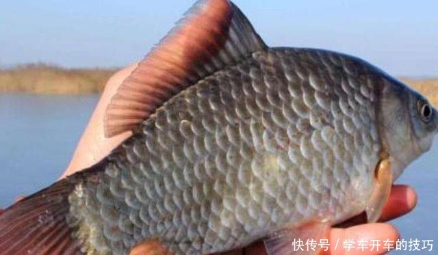 “买肉不买槽头肉,吃鱼不吃鲫壳鱼”啥意思