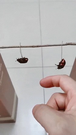 |搞笑GIF:这只小猫咪是来碰瓷的吗?原来是有惊无险,哈哈哈