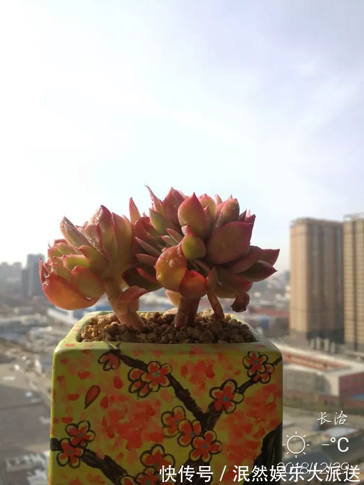 蚧壳虫|为肉痴狂!多肉植物也会用最美的容颜报答我们的勤劳付出!