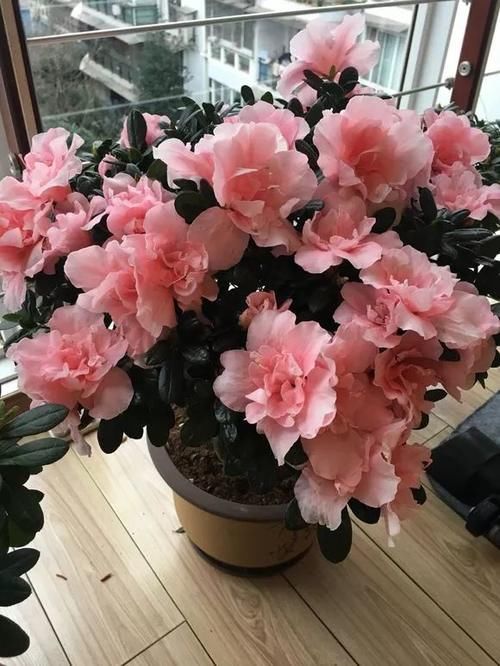  难养|当心5种“娇气花”，冬天最难养！条件不够高手也养不活！