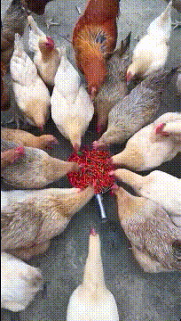 国家|“全世界有198面国旗,为什么没有国家用紫色?”太疑惑了