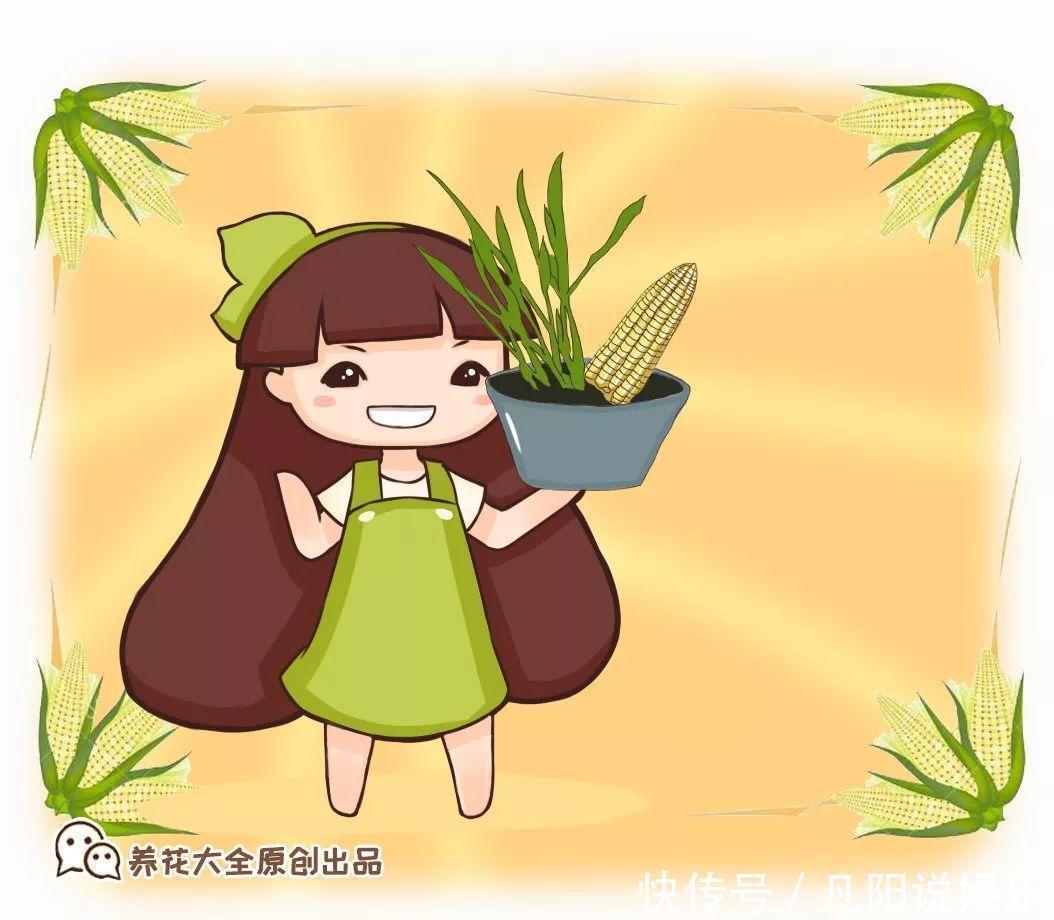 玉米棒子扔盆里,洒点水就发芽了,7天长一把绿苗!