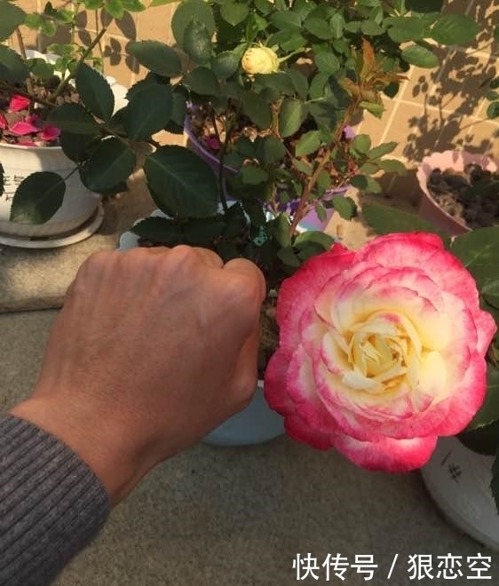 花色|最香的月季花,四季开花,花朵极大,花色艳丽,比香水还香