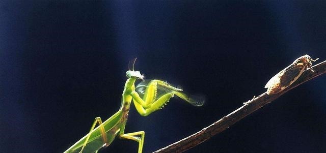 良能|《剑来》:加上陈平安和宁姚,阿良能实现反杀吗?