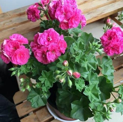 养殖花草小妙招用香蕉皮盆栽植物，分分钟搞定肥水、清洁问题