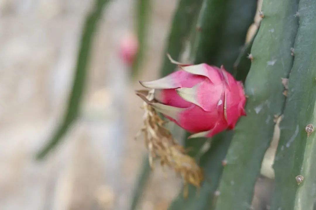 资讯|【文旅资讯】这个周末“火”一把，今年最后一批火龙果，错过再等一年！