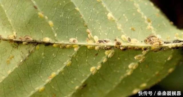 黑斑病|养花时很容易出现的6种病虫害,蚜虫、介壳虫和红蜘蛛都要可清除