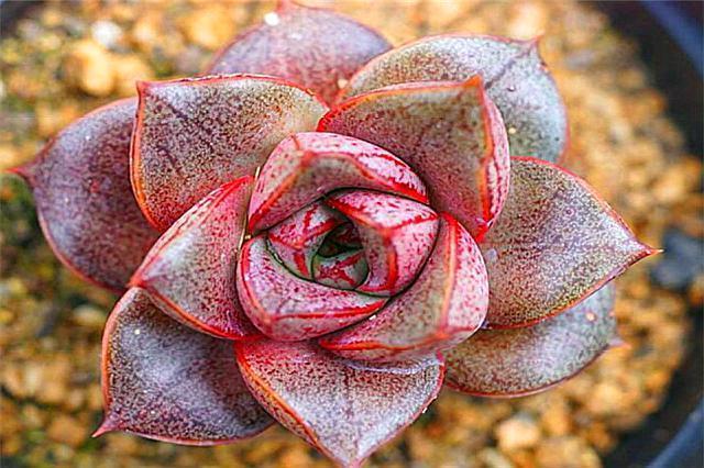 好养又好看的多肉大和锦，学会这“3招”，枝叶茁壮，绚烂多姿