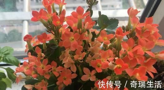冬天|爷爷养长寿花，20天喂1勺“它”，花苞冒出来，开花200朵