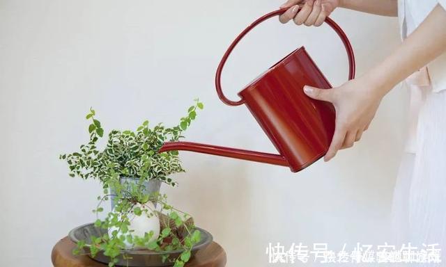 凉开水|用自来水、雨水、桶装水和凉开水养花的差别,哪种水养花最好呢