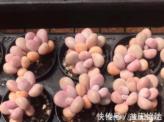 盆栽|这3款多肉,叶片粉嫩嫩,自带少女风,居家盆栽看着真撩人