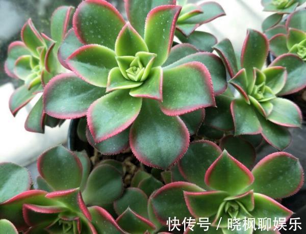 多肉植物该如何配土选对了，生根发芽就很快，新手涨姿势