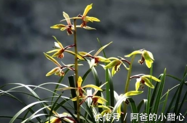 兰花冬天浇水“四原则”,合理掌握不烂根,满盆全是“胖白根”