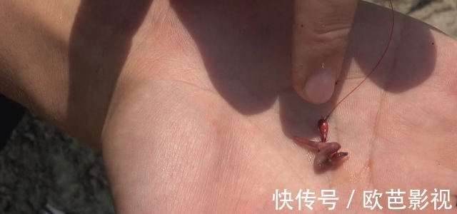 蚯蚓|七星漂朝天钩钓鲫鱼,挂对蚯蚓是关键,这2种挂法简单却实用