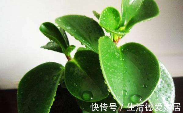 植株|豆瓣绿叶子发黄怎么办，注意4个方面就能有效解决豆瓣绿叶黄问题