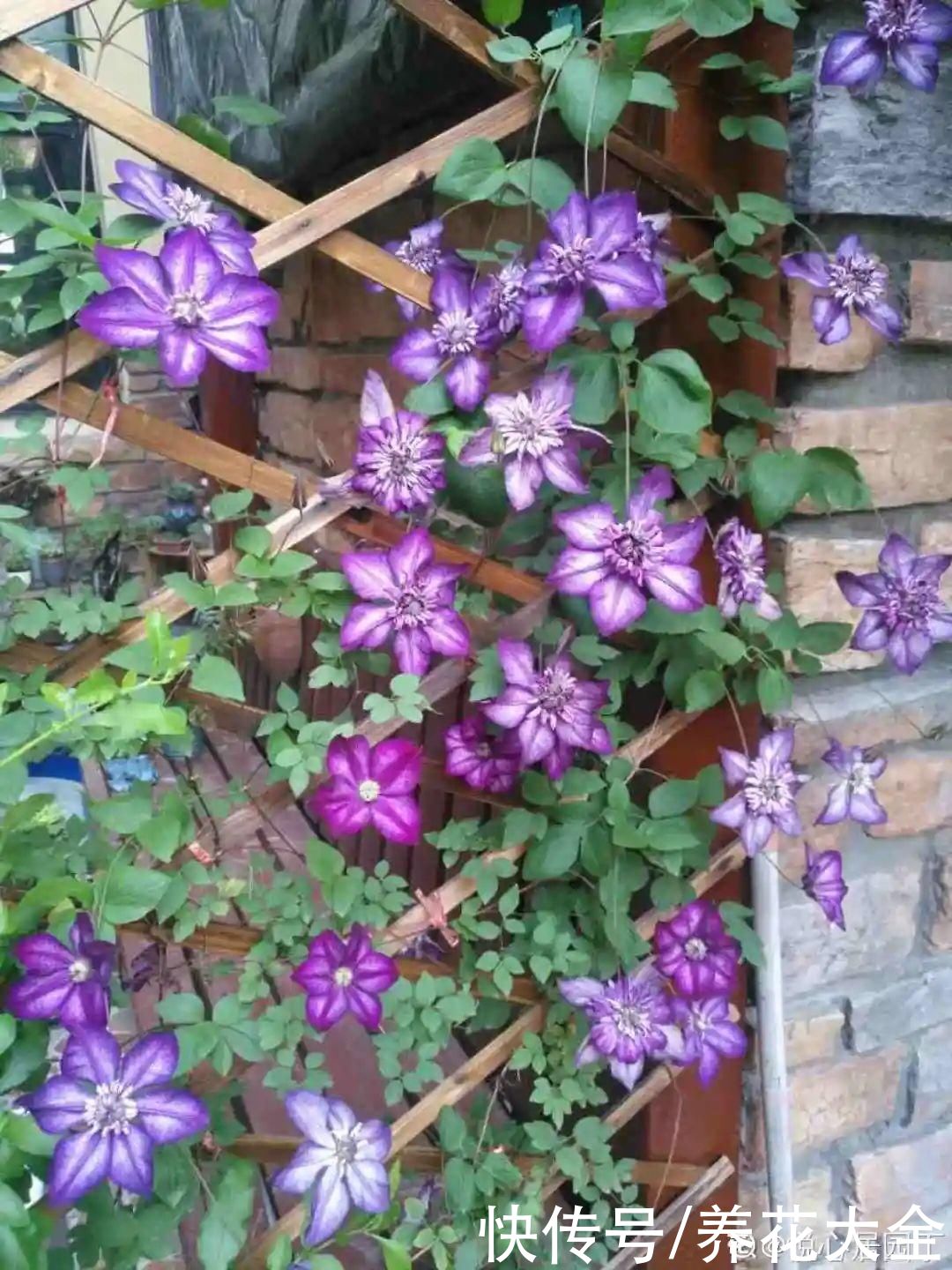 3种花“大花墙”，大门口随便种，年年都开爆