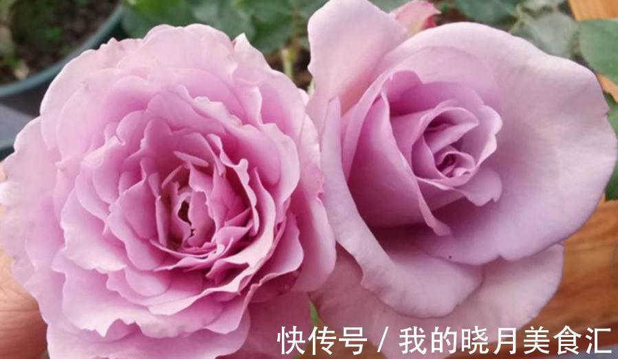 栽培|香味十足的月季蜻蜓，栽培扦插简单，值得园艺新人“踩雷”