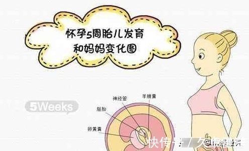 胎儿|怀孕5个月肚子显怀吗?5个月胎儿发育得怎么样?你想要的都全了