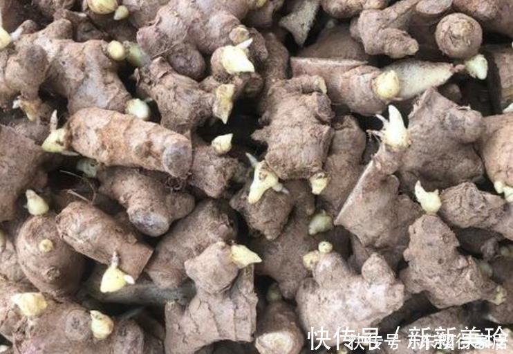 土壤|阳台盆栽生姜，简单4步走，叶绿当花赏，不用再去买，自给自足