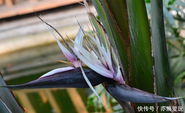  白花天堂鸟|最美不过天堂鸟，这4种极美的品种，不养实在可惜了