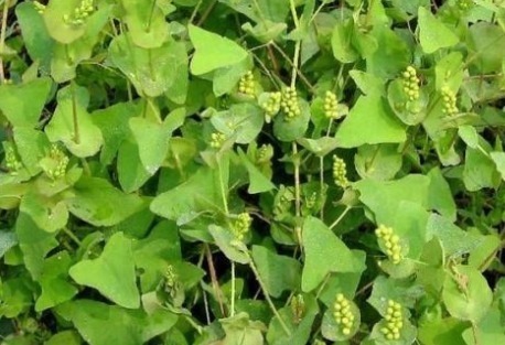 野草|长满倒刺的野草,蛇见到都害怕,被农村娃当零食吃,如今20元1斤