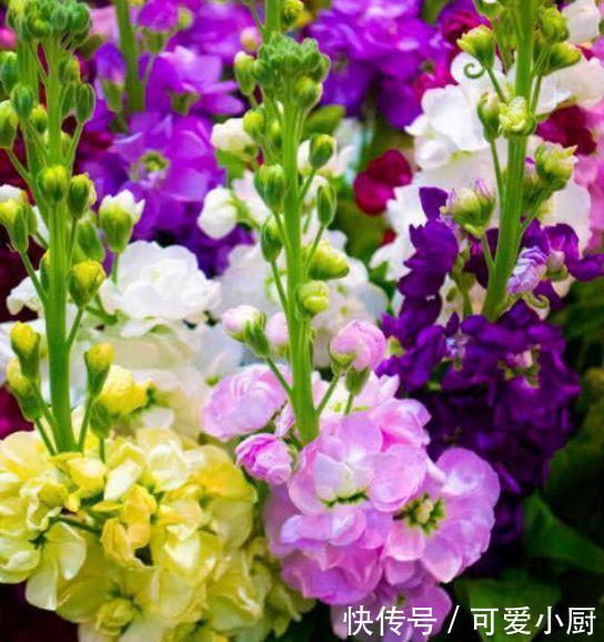 养花就养3种花,家里养一盆,比绿萝好养,10元1盆,阳台变花海!