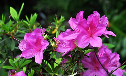 杜鹃花的叶片发白,用药喷了好几次也没用,怎么办