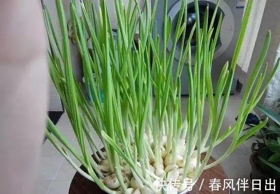 红薯叶|在阳台种上6种蔬菜，一年能省几百块菜钱，你了解嘛