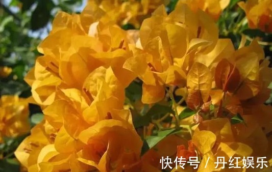 光照|养花就养这种惊艳的,花开之际,苞片姹紫嫣红,养在阳台,美爆了